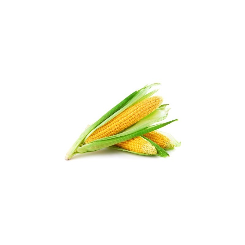 Fresh Corn maize (Kasooli) Large Each