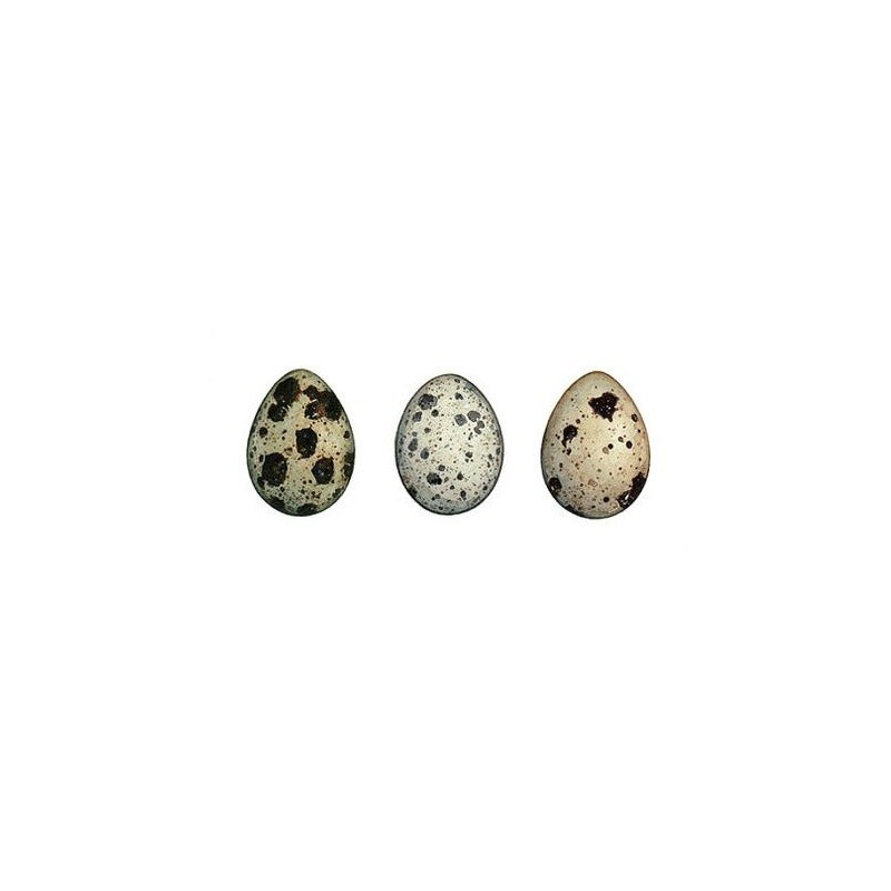 Cliff Quails  Eggs  (1X12)