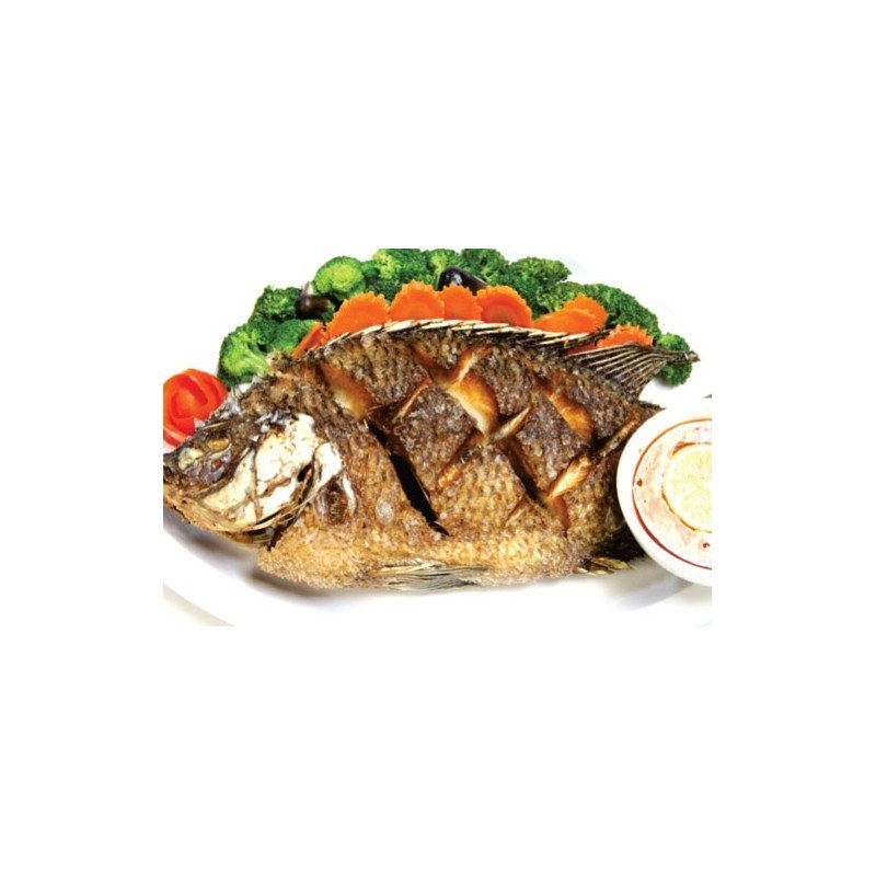 Tilapia
